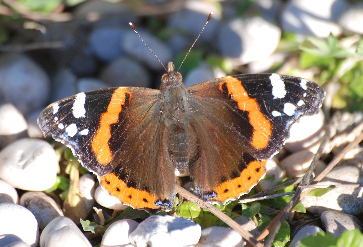 Vanessa atalanta